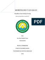 TUGAS MORFOLOGI TANAMAN Porang