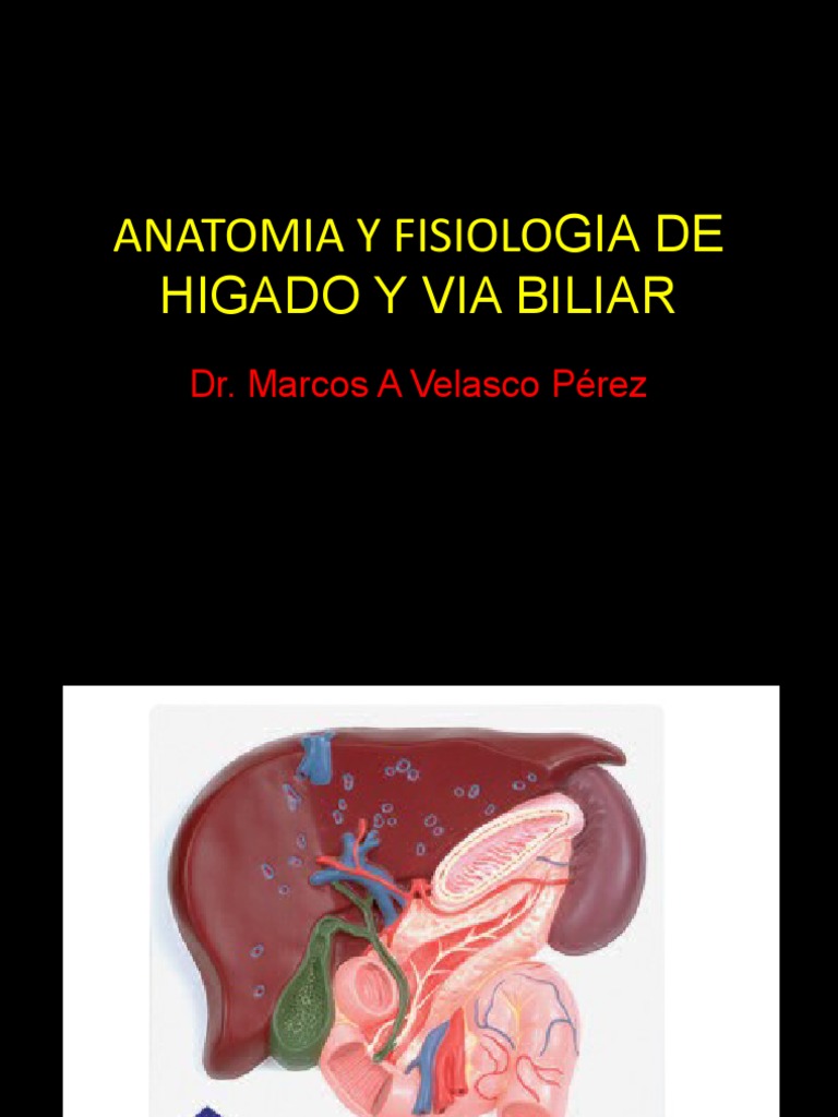 Anatomia y Fisiologia de Higado y Via Biliar | PDF | Hígado | Vesícula ...