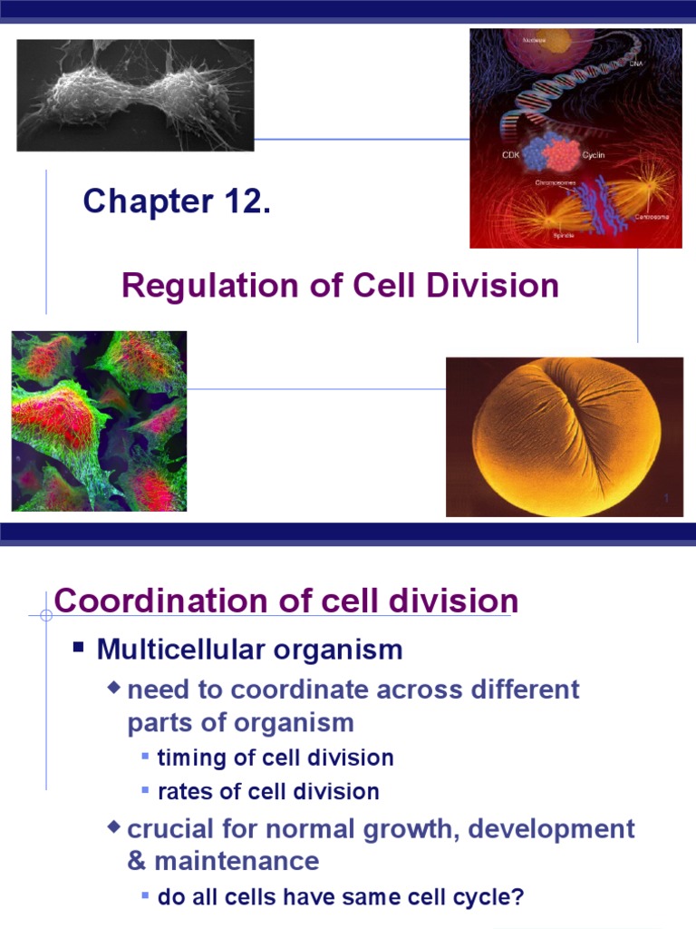 Regulation of Cell Division: AP Biology | PDF | Cell Cycle | P53