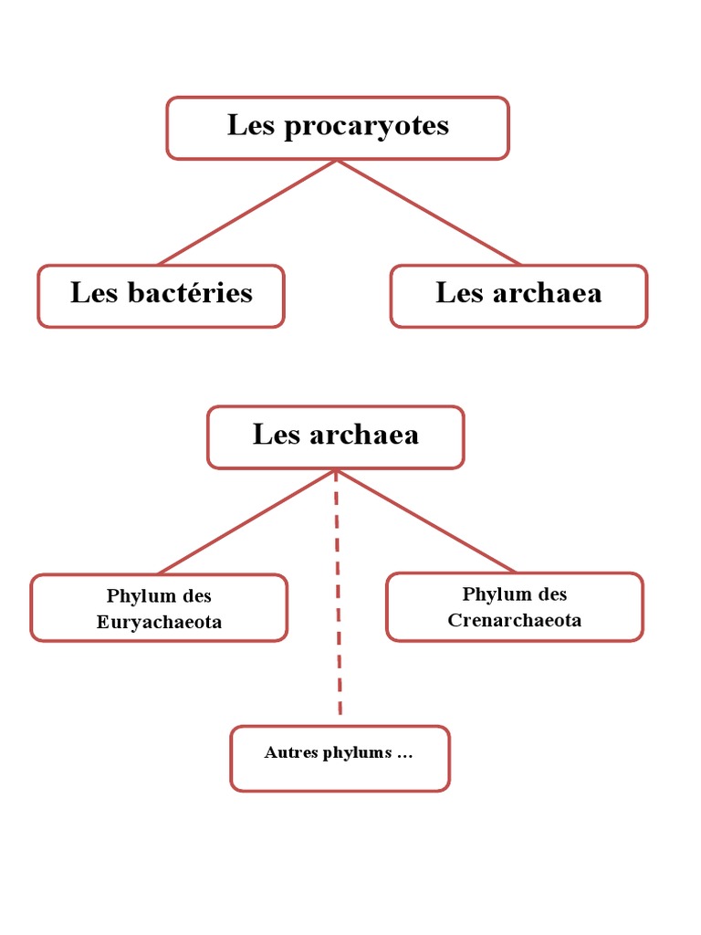 Classification Des Procaryotes | PDF | Archaea | Organismes