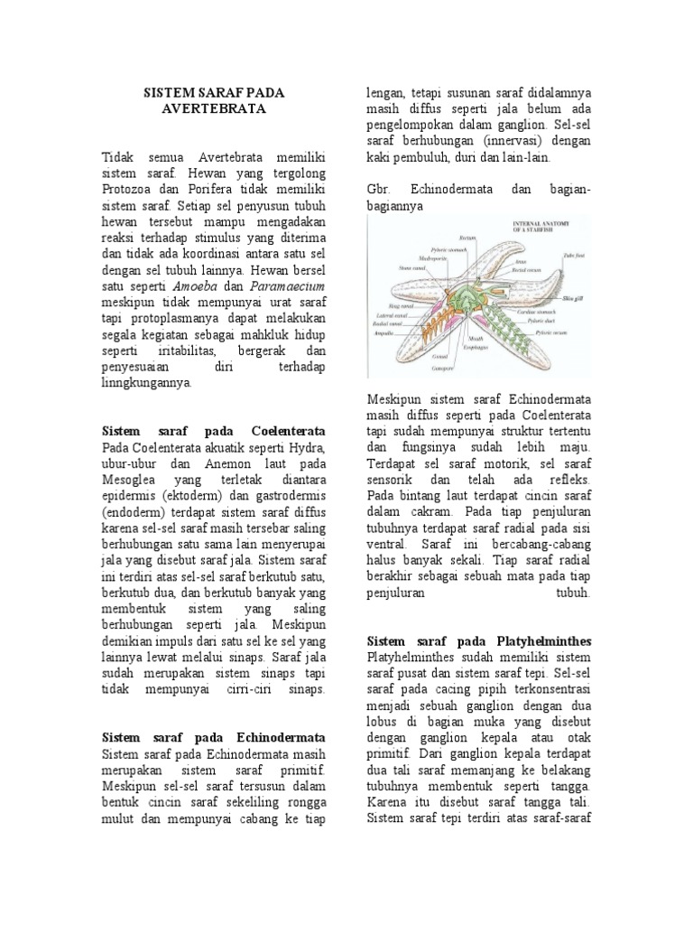 Sistem Saraf Hewan Vertebrata Dan Invertebrata PDF 