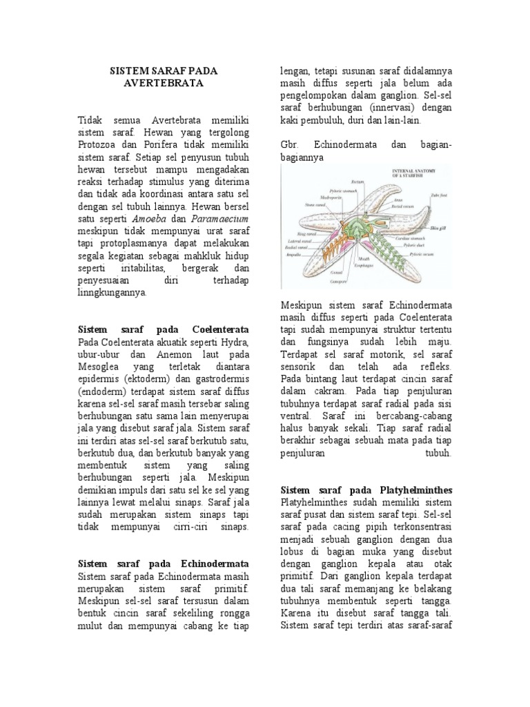  Sistem  Saraf  Hewan Vertebrata  Dan Invertebrata PDF