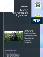 Manejo Agronomico Del Algodonero