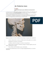 Sistema óseo: Funciones y protección de órganos