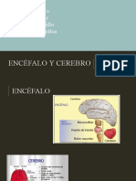 Anatomía del encéfalo y cerebro