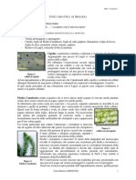 Dal Macro Al Microscopico-Osservazione Di Preparati