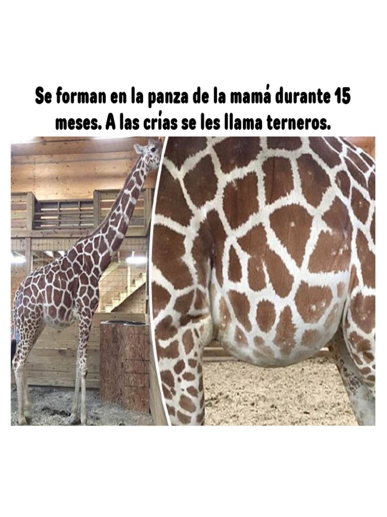 Caminan en La Primera Hora de Vida y Maman. (Presentación) PDF