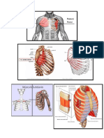 Musculos Del Tronco