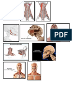 Musculos de Las Regiones Del Cuello