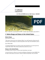 Sterlet (Acipenser Ruthenus) : Ecological Risk Screening Summary