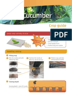 Cucumber: Crop Guide