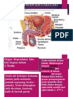 Alat Genetalia Pria (Autosaved)