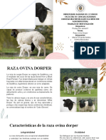 Raza ovina Dorper: características productivas y reproductivas