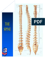 Introduction To Spine