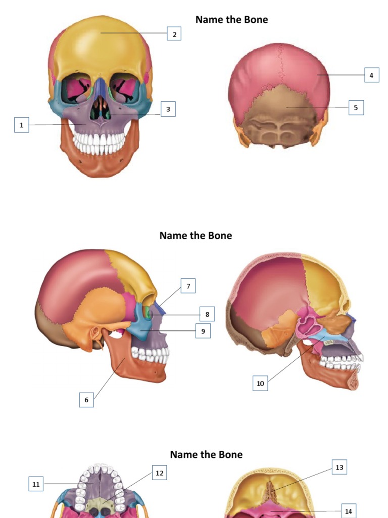 Bone Identification and Features Guide | PDF