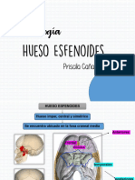 Exposición de Hueso Esfenoides - PriscilaCañar1B