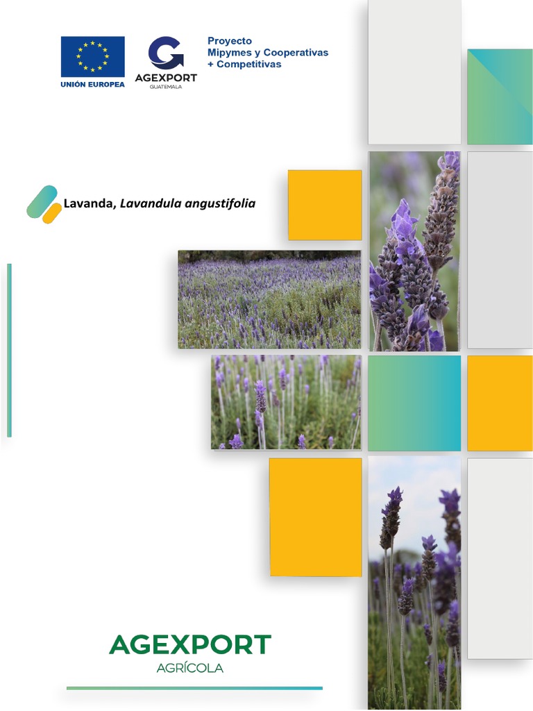 Cultivo de Lavanda – Tasa de Siembra – Número de Plantas por Hectárea -  Wikifarmer