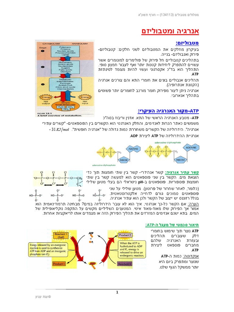 ביולוגיה של התא סיכום אינטרט 4 | PDF