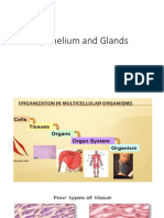 epithelium and glands