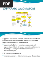 Apparato_locomotore