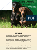 Razas Caninas Grupo IV (Teckel)
