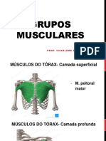 Grupos Musculares - Abdome e Tórax