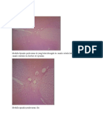 Materi Praktikum Histology SSP - Dan SST