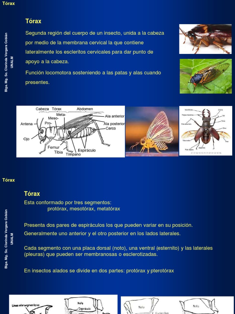 Partes del Tórax en Insectos | PDF | Insectos | Tórax
