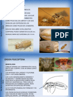 Psocoptera Phthiraptera Thysanoptera 2020a