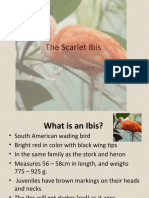 Scarlet Ibis Background
