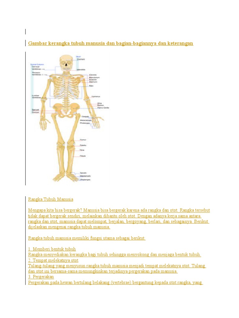 Download 700 Koleksi Gambar Gambar Otot Manusia Terbaru HD