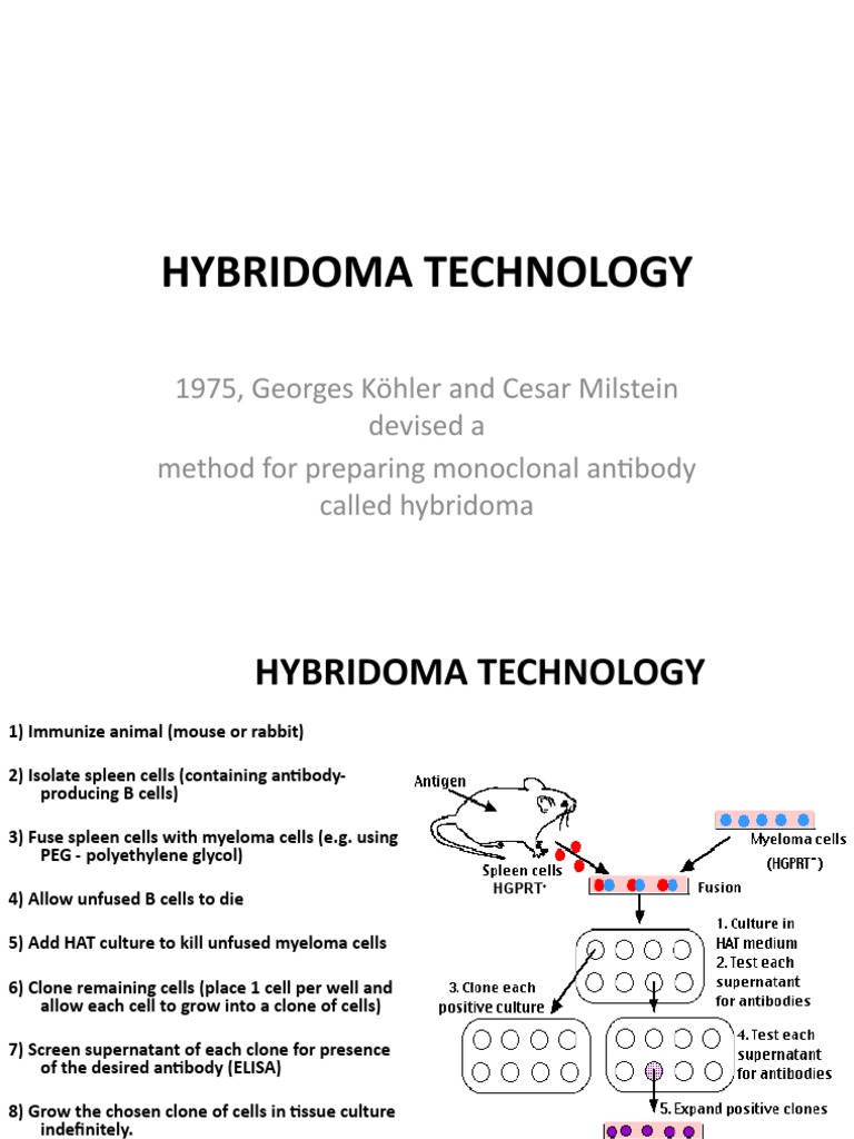 Hybridoma Technology | PDF | Monoclonal Antibody | Antibody