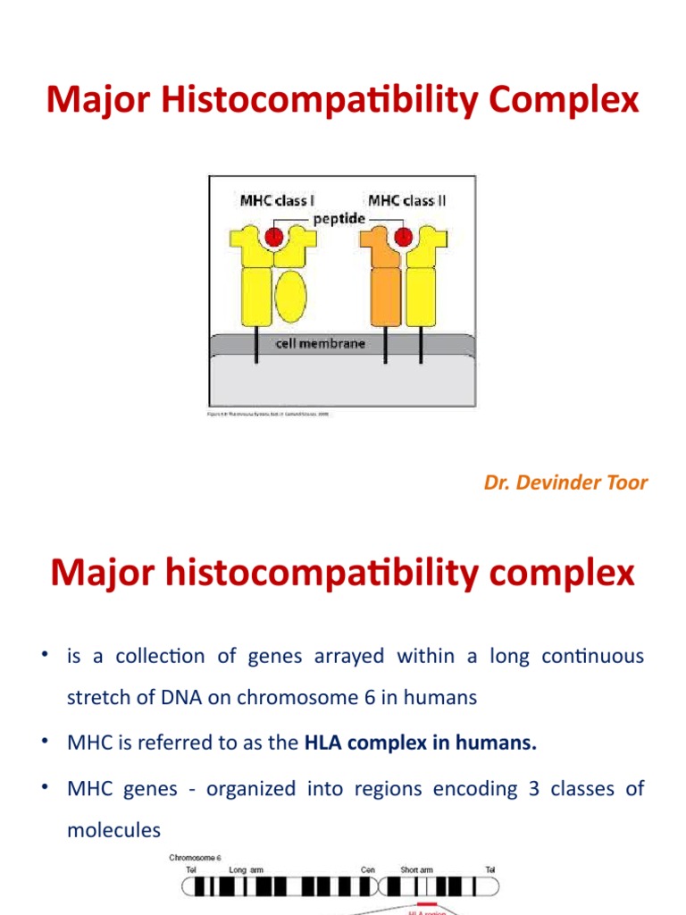 Major Complex PDF Mhc Class I Major