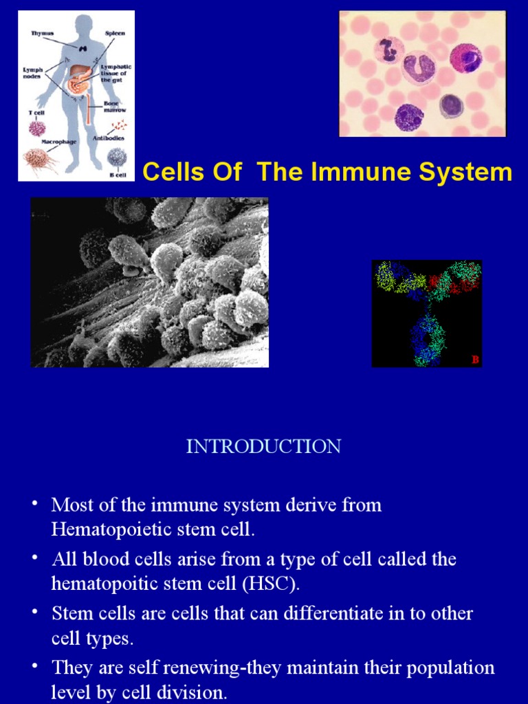 Overview of Immune System Cells | PDF | Haematopoiesis | T Cell