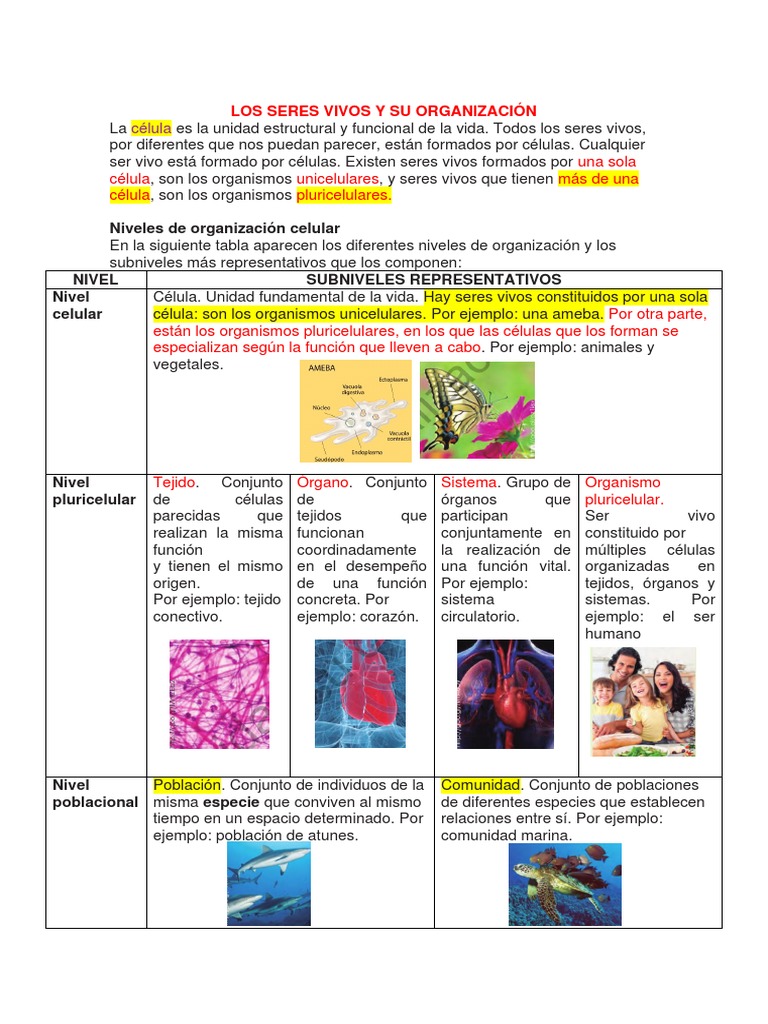 Niveles de Organización de los Seres Vivos | PDF | Organismos ...