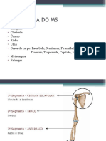 Aula 3 Sistema Esqueletico MS - 3