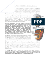 15.desarrollo de Aparato Digestivo - Glandulas Anexas