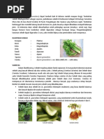 Download seledri by chiqubi SN55005158 doc pdf