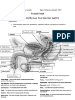 Report Sheet The Male and Female Reproductive System