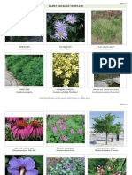 Plant Catalog Template: Windflower Summer Aster
