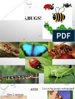 Bugs 