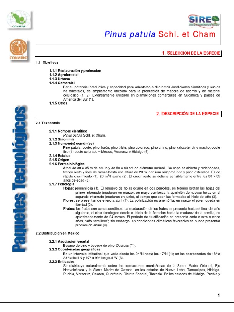 Ficha Técnica del Pino Patula | PDF
