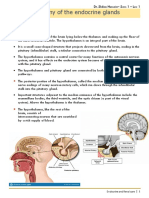Anatomy of The Endocrine Glands: Hypothalamus