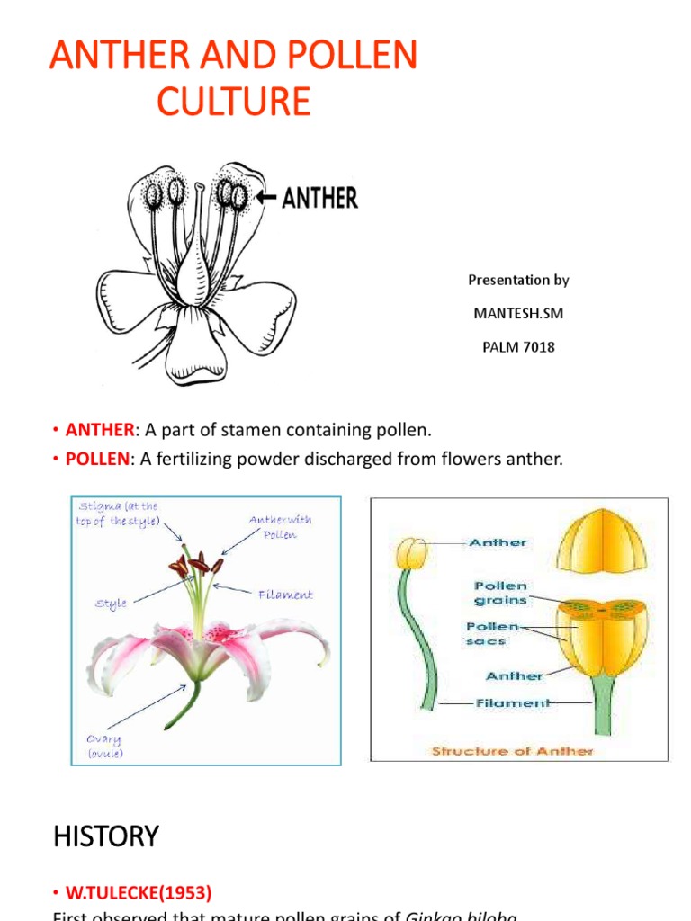 Anther and Pollen Culture Techniques | PDF | Pollen | Plants