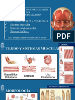 SISTEMA MUSCULAR