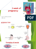Second Week of Pregnancy: by DR: Abdallah Greeballah MBBS, Mcs