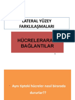 Lateral Yüzey Farklılaşmalar