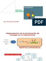 Ppts de Transaminacion