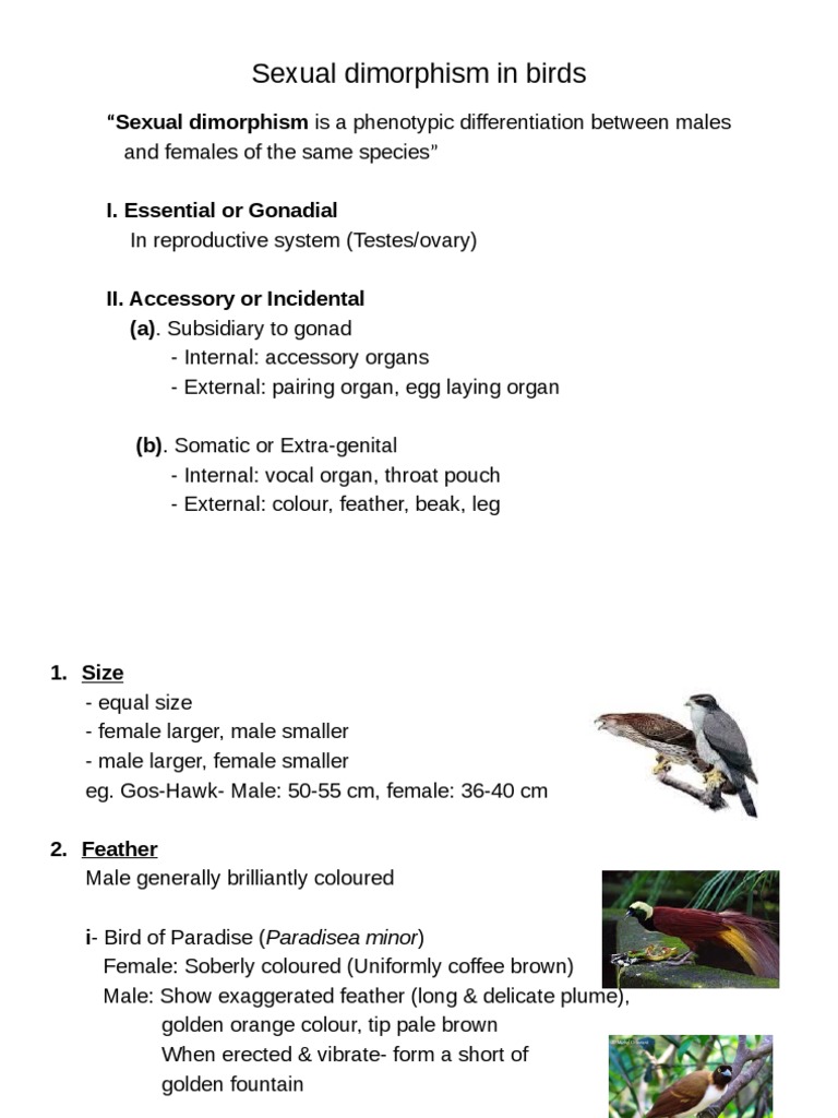 Sexual Dimorphism in Birds | PDF | Sexual Dimorphism | Male