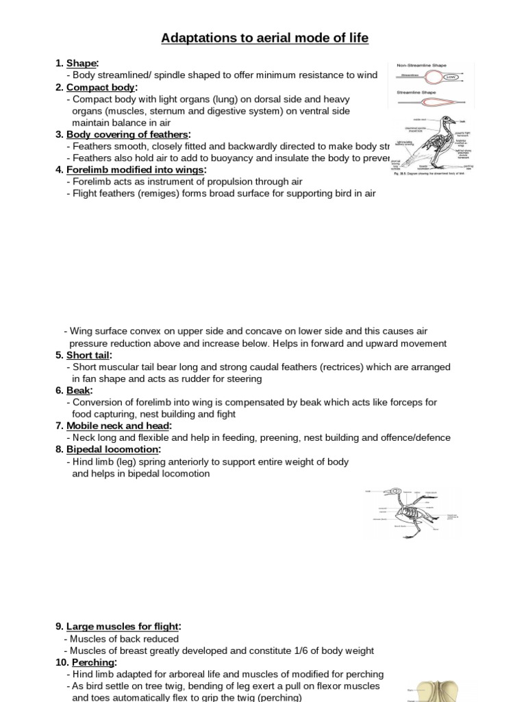 Adaptation To Aerial PDF Anatomy Zoology